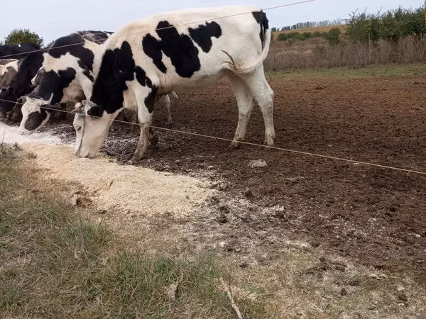 Bulle, Russian Black pied cattle