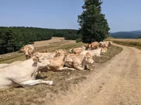 Корова, Светлая аквитанская корова — фото 3