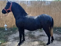公马, Horses — 照片 1