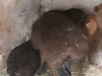 Carnero, Rhon sheep — foto 4