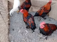 Marans — Foto 3