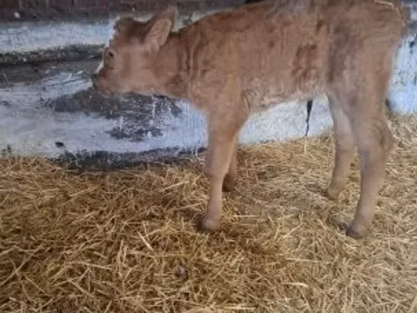 公牛, Cattle