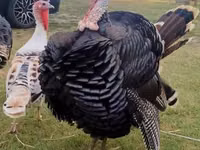 Turkeys — Foto 2