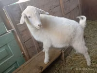 Cabra, Saanen goat — foto 5
