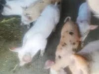 Säue, Schweine — Foto 1