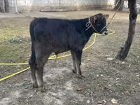 公牛, Swiss cattle — 照片 4