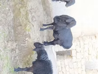 كبش, Hissar sheep — الصورة 2