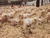 Geese — الصورة 6