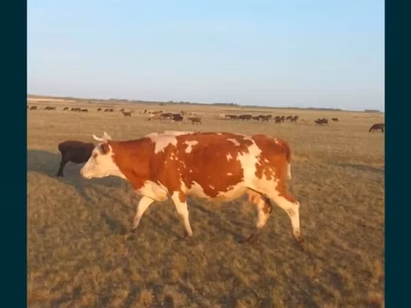 गाय, Simmental cattle — कज़ाखस्तान