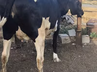 Kuh, Russian Black pied cattle — Foto 4