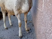 Widder, Arashan sheep — Foto 4