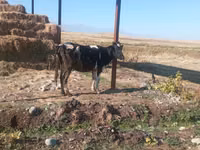 Sigir, Gollandiyalik zot — 1-rasm