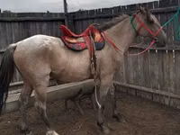 Hengst, Altai horse — Foto 1