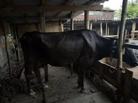 母牛, Swiss cattle — 照片 4