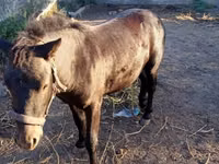 Horse (M), Horses — photo 7