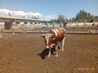 ثور, Simmental cattle — الصورة 1