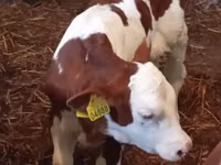 Bovinos (lote, sexo no especificado), Simmental cattle — foto 2