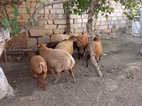 نعجة, الأغنام — الصورة 8