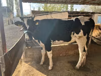 母牛, Holstein breed — 照片 1