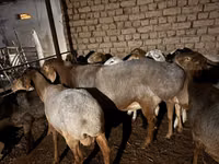 Widder, Rhon sheep — Foto 6