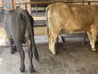 ثور, Swiss cattle — الصورة 2