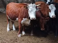 Vaca, Hereford — foto 1