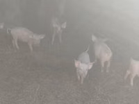 Eber, Schweine — Foto 2