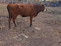 بقرة, Latvian Blue cattle — الصورة 1