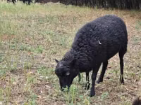 Oveja, Ouessant sheep — foto 3