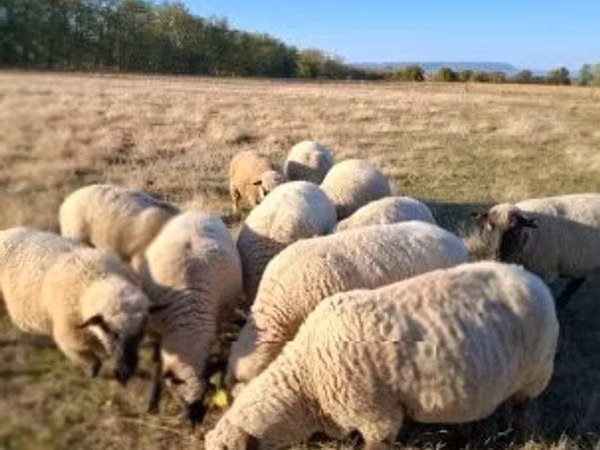 Қошқар, Shroshire sheep