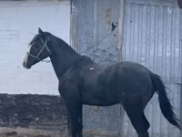 Ат, Казак аты — сүрөт 2
