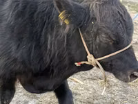 Bulle, Aberdeen-Angus — Foto 1