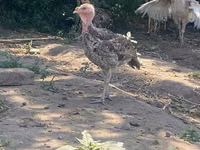 Turkeys — foto 6