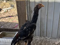 Chickens — الصورة 4