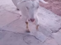 Ziege, Saanen goat — Foto 8