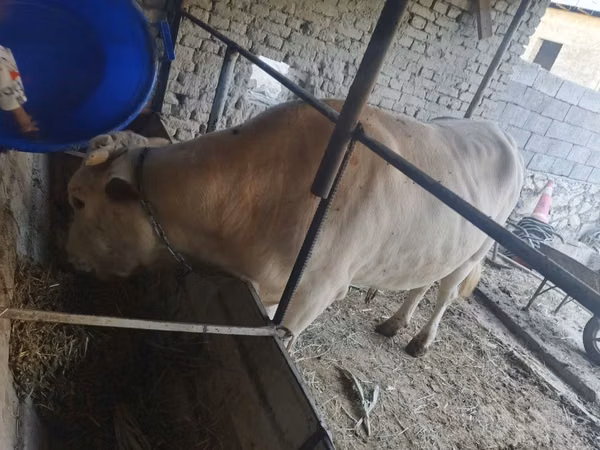 公牛, Cattle — 乌兹别克斯坦