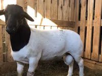Widder, Dorper sheep — Foto 1