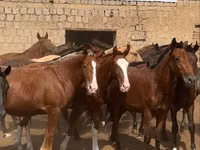 Aygʻir, Kazakh horse — 1-rasm