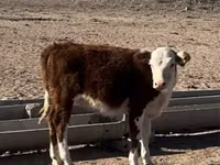 Kuh, Latvian Blue cattle — Foto 7