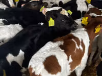 公牛, Russian Black pied cattle — 照片 6