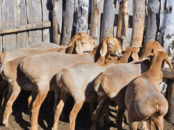 Widder, Arashan sheep