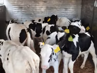 Bovinos (lote, sexo no especificado), Russian Black pied cattle — foto 2