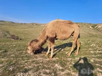 Kamel, Kazakh Bactrian camel — Foto 3
