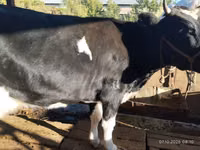 بقرة, Latvian Blue cattle — الصورة 7