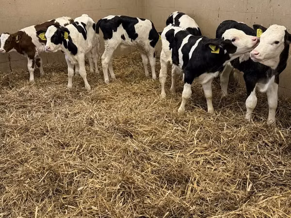 Toro, Raza Holstein