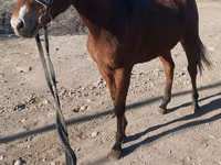 Hengst, Kazakh horse — Foto 3