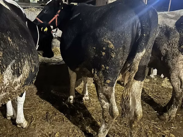 Kuh, Holstein-Rasse
