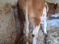 母牛, Simmental cattle — 照片 1