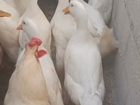 Hausente — Foto 3