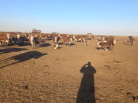 Vaca, Vaca kazaja de cabeza blanca — foto 2